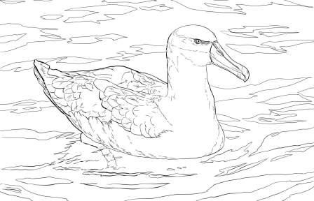 dibujo de albatros para colorear