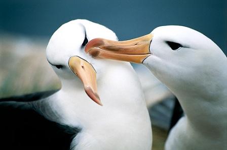 Landschap Uitbarsten mouw 10 curiosidades impresionantes sobre los albatros » ALBATROSPEDIA